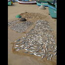 Fische werden zwischen den Fischerbooten auf dem Boden getrocknet